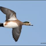 American Wigeon in flight