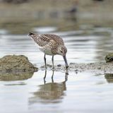 Great Knot