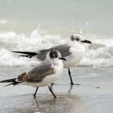 Winter Franklin's Gull (foreground)  and Laughing Gull