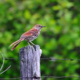 Brown Thrasher