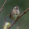 Lincoln's Sparrow