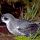 Mottled Petrel