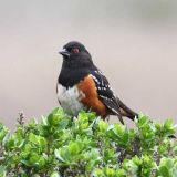 Male - Pillar Point, CA - March 2010