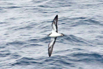 Streaked Shearwater