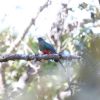 Eared Trogon