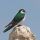 Violet-green Swallow