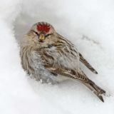 Below my feeder - February 16, 2013