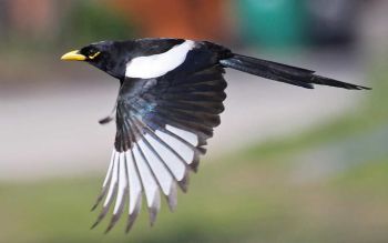 In flight - Henry, Atascadero, CA, US - February 2, 2011