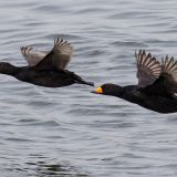 In flight