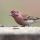 Cassin's Finch