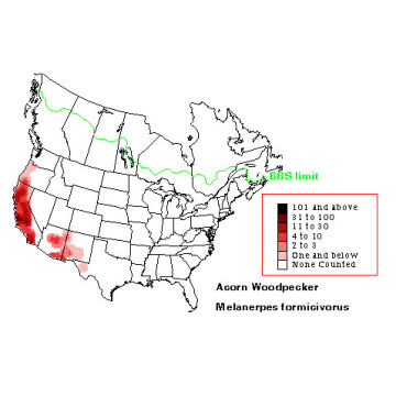 Acorn Woodpecker distribution map