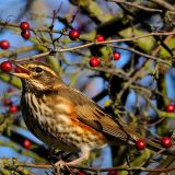 Redwing