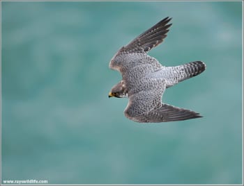 Peregrine Falcon diving