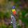 Painted Bunting