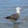 Heermann's Gull