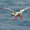 Red-footed Booby