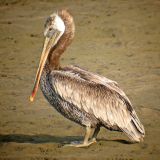 Brown Pelican