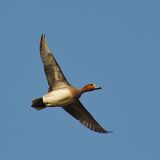 in flight from below