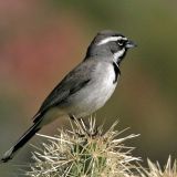 Male - Lost Dutchman State Park, Apache Junction, Arizona - March 11, 2005