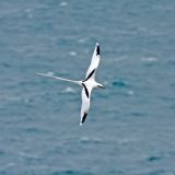 White-tailed Tropicbird