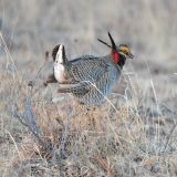 Milnesand, New Mexico - 10th Annual Prairie Chicken Festival - April 16.