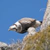 Himalayan Snowcock