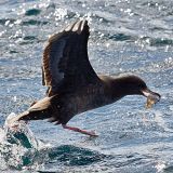 Flesh-footed Shearwater