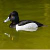 Ring-necked Duck