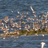 In flight - to the right among Dunlins and Black-bellied plovers - October 15.