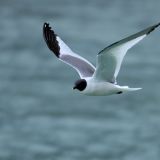 Adult in flight