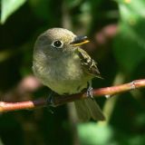 Pacific-slope Flycatcher