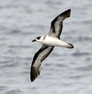 Black-capped Petrel