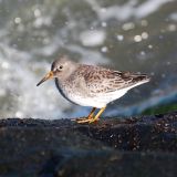 Purple Sandpiper