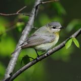 Philadelphia Vireo