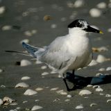 Sandwich Tern sRGB