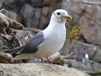 Red-legged Kittiwake