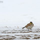 Waterloo County, Ontario CA - March 3, 2013