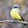 Couch's Kingbird