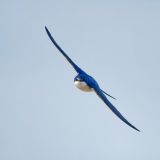 Tree Swallow in flight