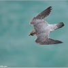 Peregrine Falcon