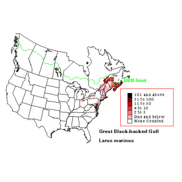 Great Black-backed Gull distribution map