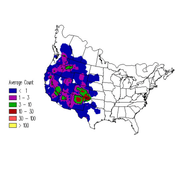 Cassin's Finch winter distribution map