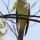 Black-billed Cuckoo