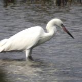 White morph