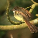 Dusky-capped Flycatcher