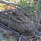 North Roosevelt Trap, Roosevelt Co., NM - May 9, 2009