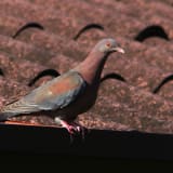 Red-billed Pigeon - Costa Rica