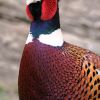 Ring-necked Pheasant