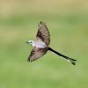 Scissor-tailed Flycatcher