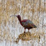 Merced National Wildlife Refuge, California